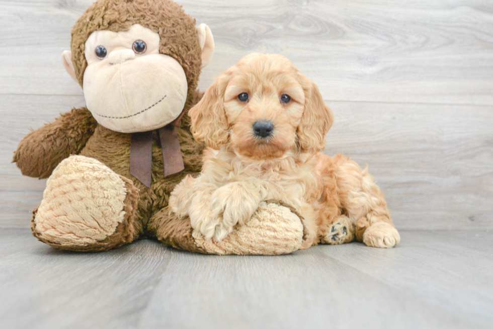 Adorable Golden Retriever Poodle Mix Puppy