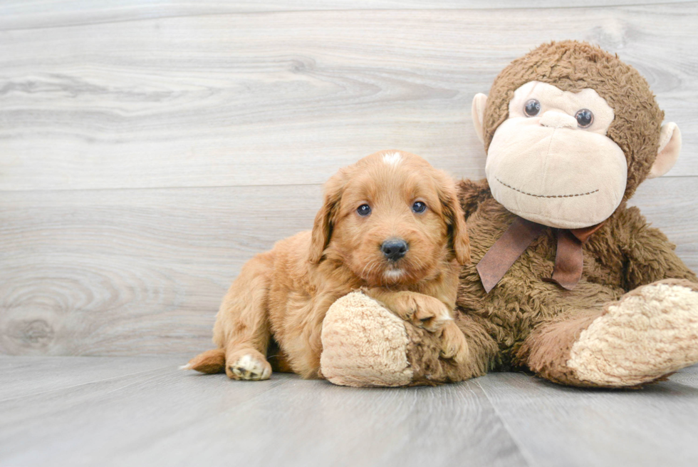 Best Mini Goldendoodle Baby