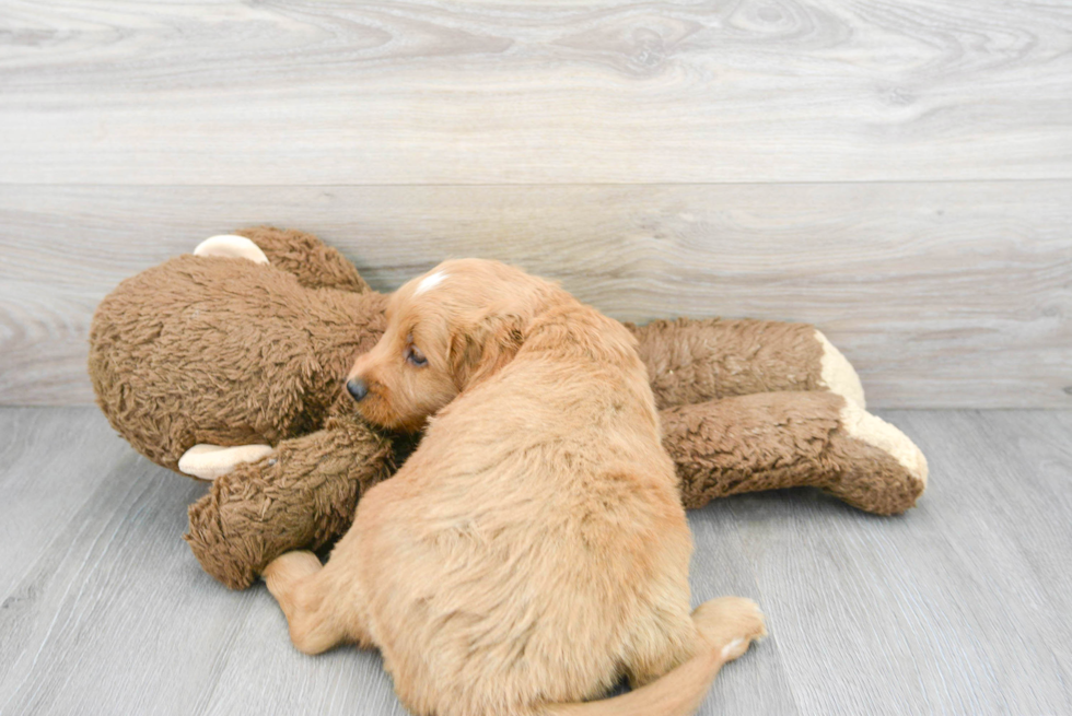 Petite Mini Goldendoodle Poodle Mix Pup