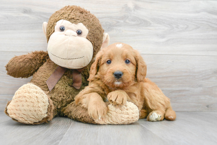 Friendly Mini Goldendoodle Baby