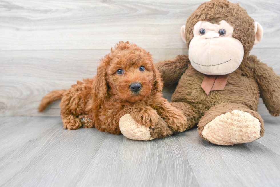 Adorable Golden Retriever Poodle Mix Puppy