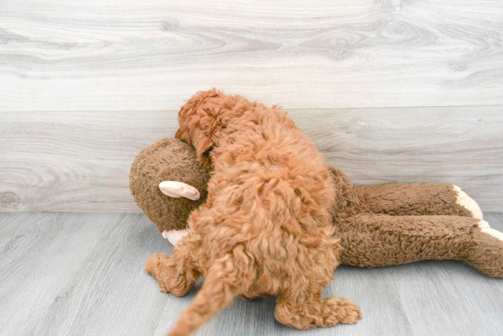 Hypoallergenic Golden Retriever Poodle Mix Puppy