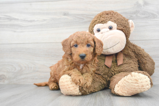 Sweet Mini Goldendoodle Baby