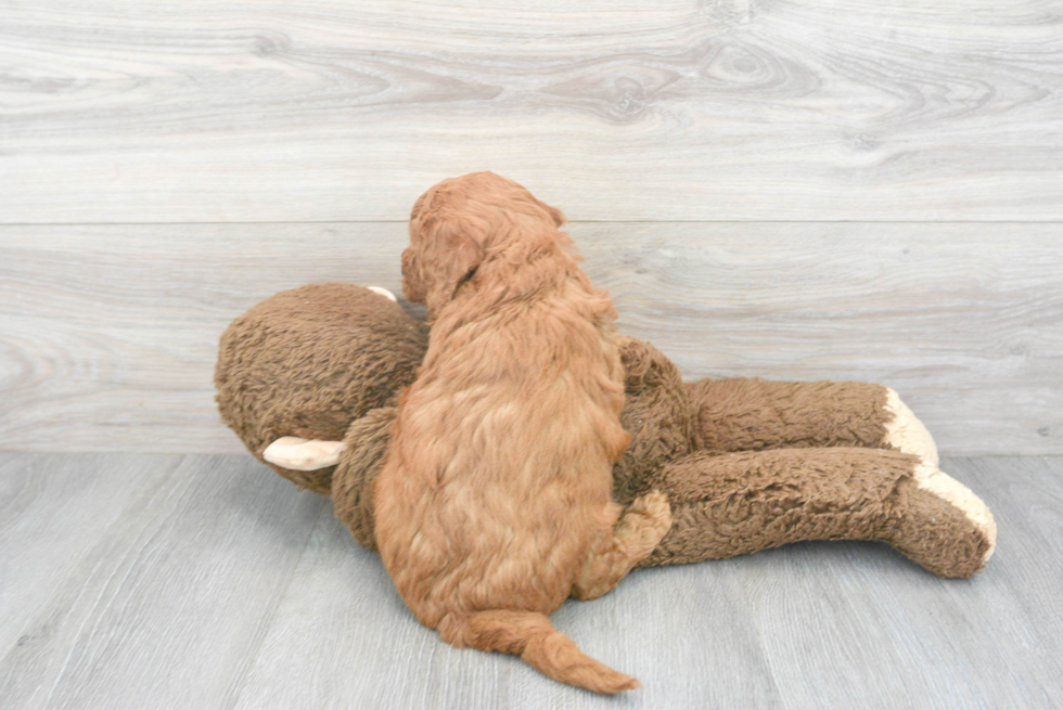 Fluffy Mini Goldendoodle Poodle Mix Pup