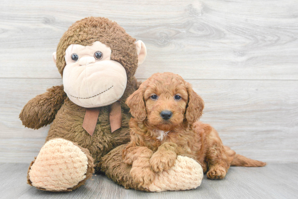 Smart Mini Goldendoodle Poodle Mix Pup