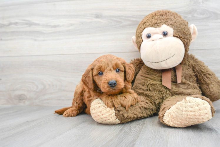 Sweet Mini Goldendoodle Baby