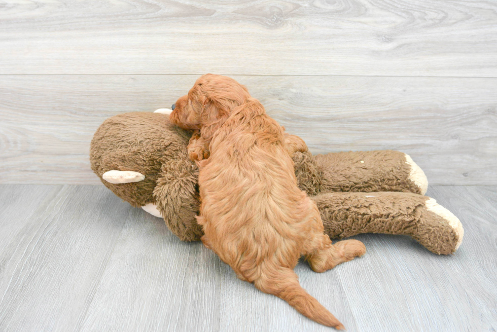 Hypoallergenic Golden Retriever Poodle Mix Puppy