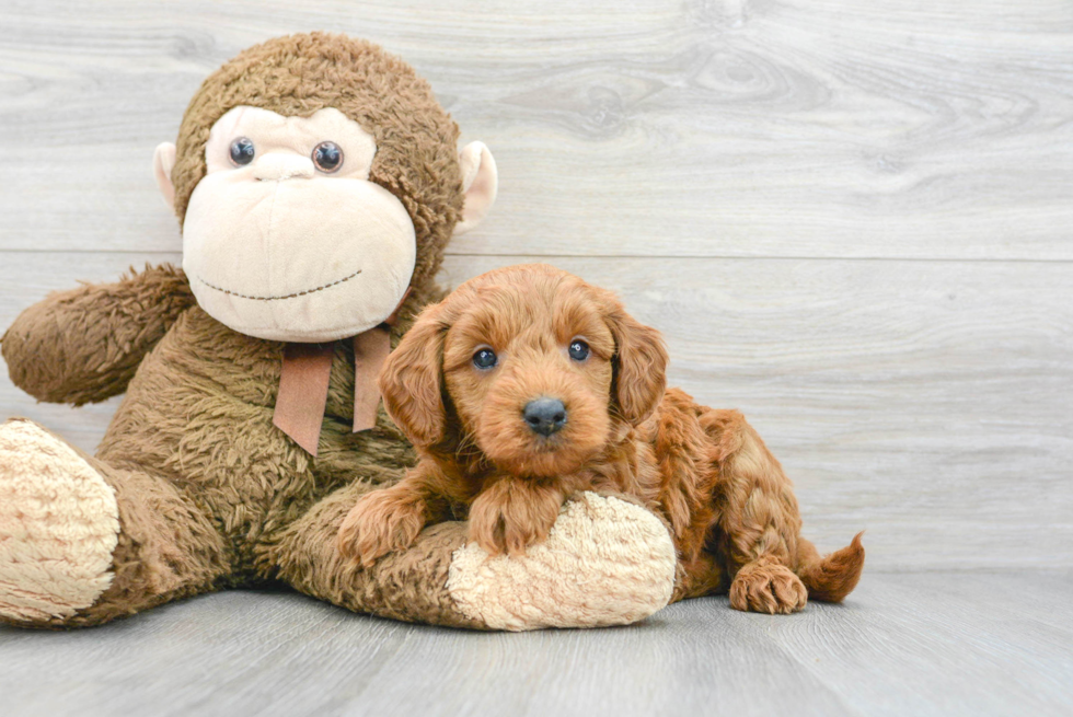 Mini Goldendoodle Pup Being Cute