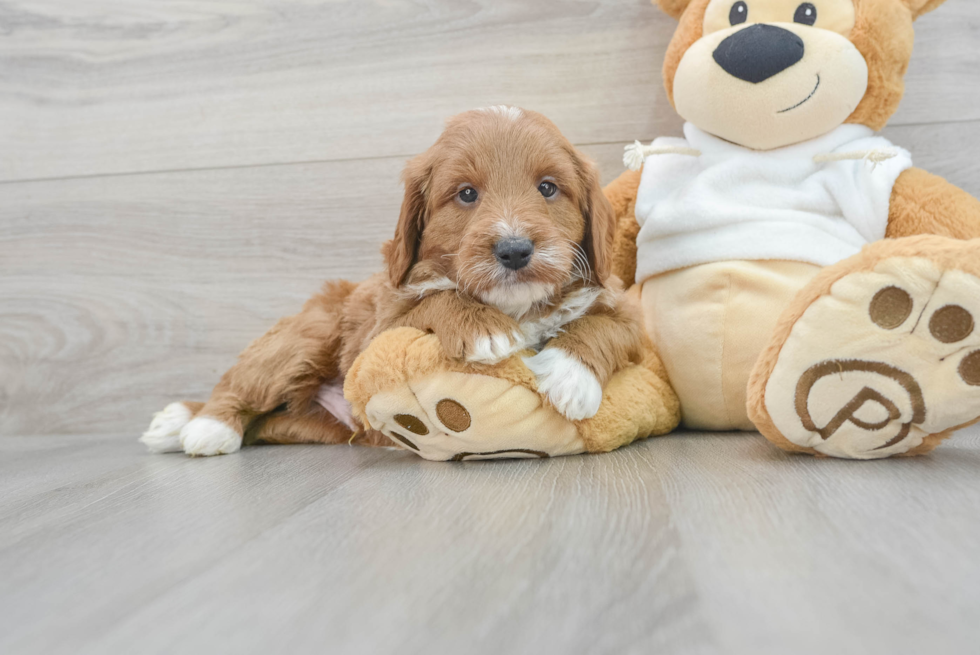 Small Mini Goldendoodle Baby