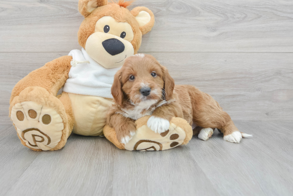 Mini Goldendoodle Pup Being Cute