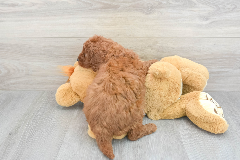 Small Mini Goldendoodle Baby