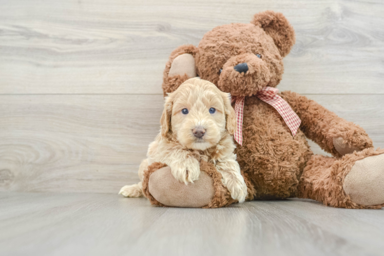 Hypoallergenic Mini Goldiepoo Poodle Mix Puppy