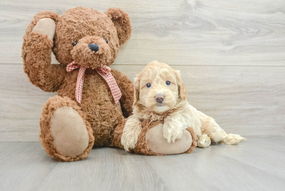 Mini Goldendoodle Pup Being Cute