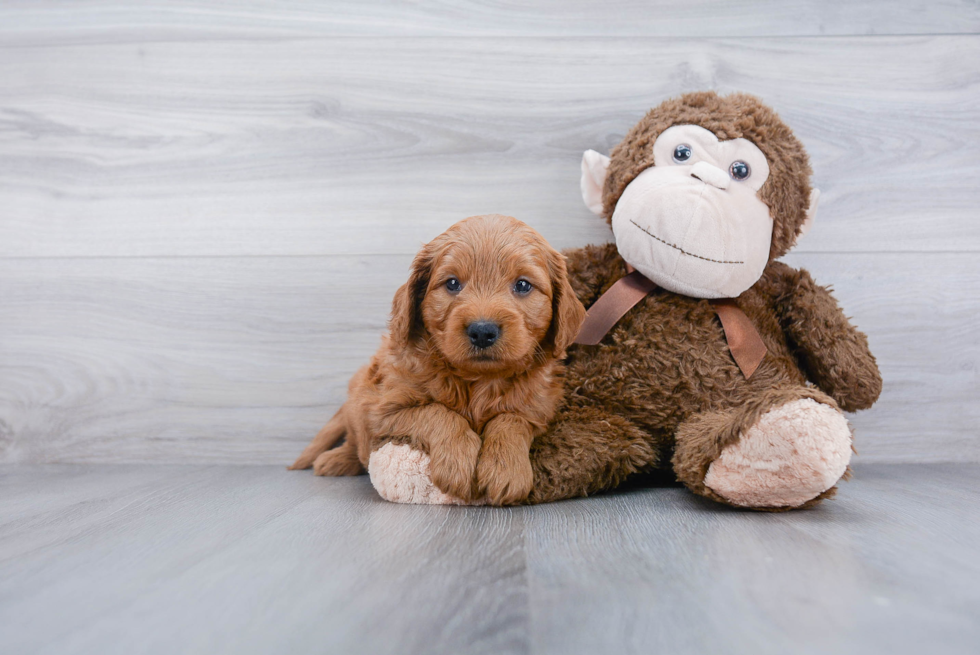 Mini Goldendoodle Pup Being Cute