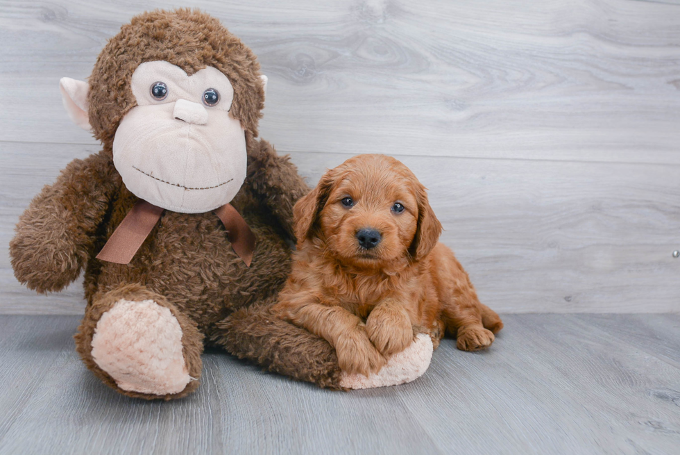 Playful Golden Retriever Poodle Mix Puppy