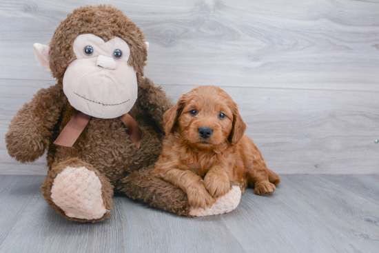 Playful Golden Retriever Poodle Mix Puppy