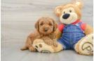 Best Mini Goldendoodle Baby