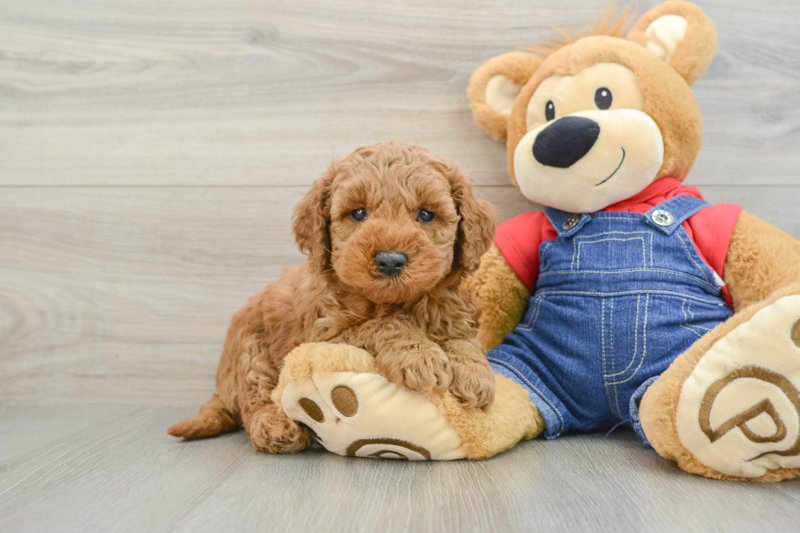 Meet Myles - our Mini Goldendoodle Puppy Photo 1/3 - Premier Pups