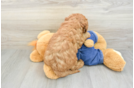 Best Mini Goldendoodle Baby