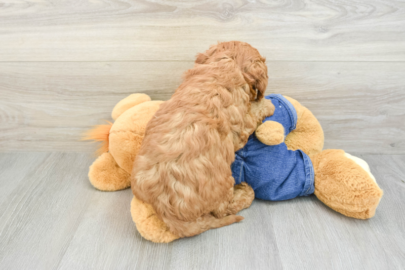 Meet Myles - our Mini Goldendoodle Puppy Photo 2/3 - Premier Pups