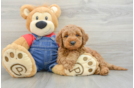 Energetic Golden Doodle Poodle Mix Puppy