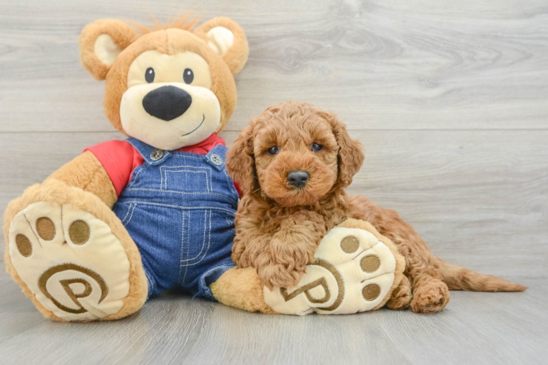 Meet Myles - our Mini Goldendoodle Puppy Photo 3/3 - Premier Pups