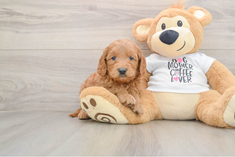 Fluffy Mini Goldendoodle Poodle Mix Pup