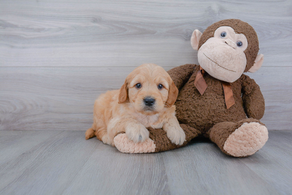 Mini Goldendoodle Pup Being Cute