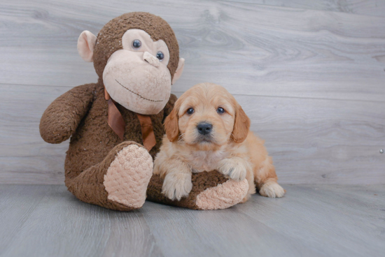 Small Mini Goldendoodle Baby