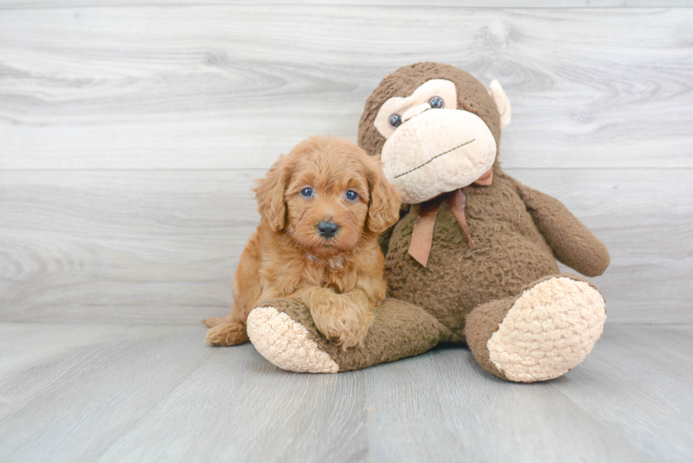 Mini Goldendoodle Puppy for Adoption