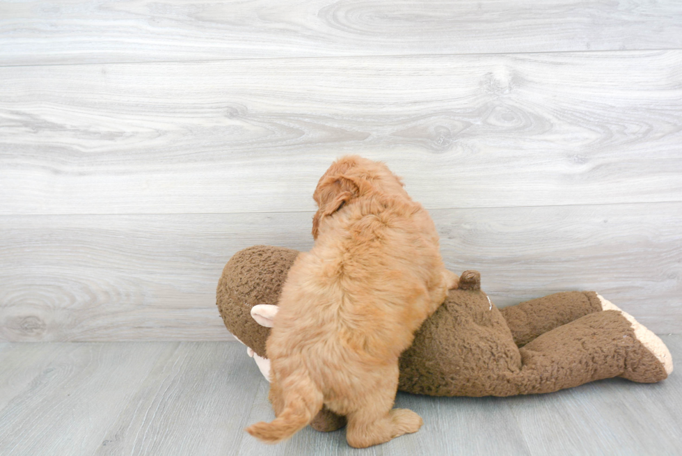 Best Mini Goldendoodle Baby