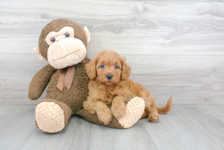 Cute Mini Goldendoodle Baby