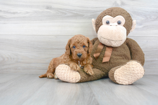 Smart Mini Goldendoodle Poodle Mix Pup