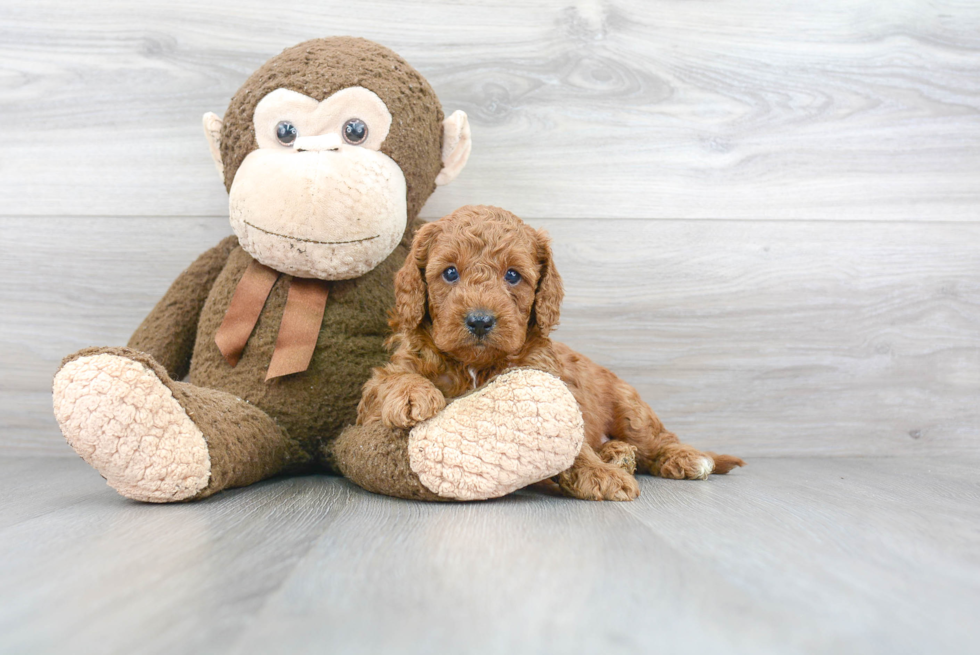 Cute Mini Goldendoodle Baby