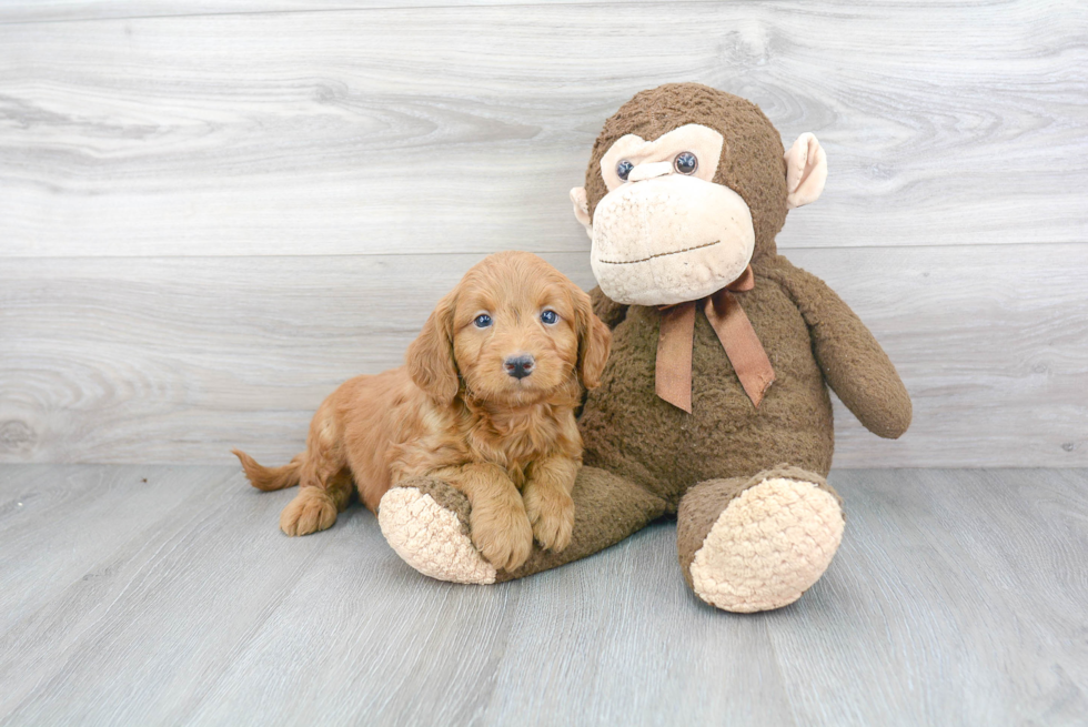 Friendly Mini Goldendoodle Baby