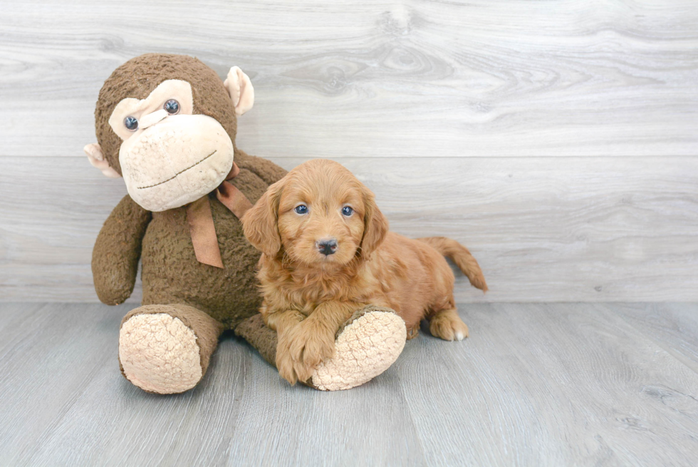 Mini Goldendoodle Puppy for Adoption