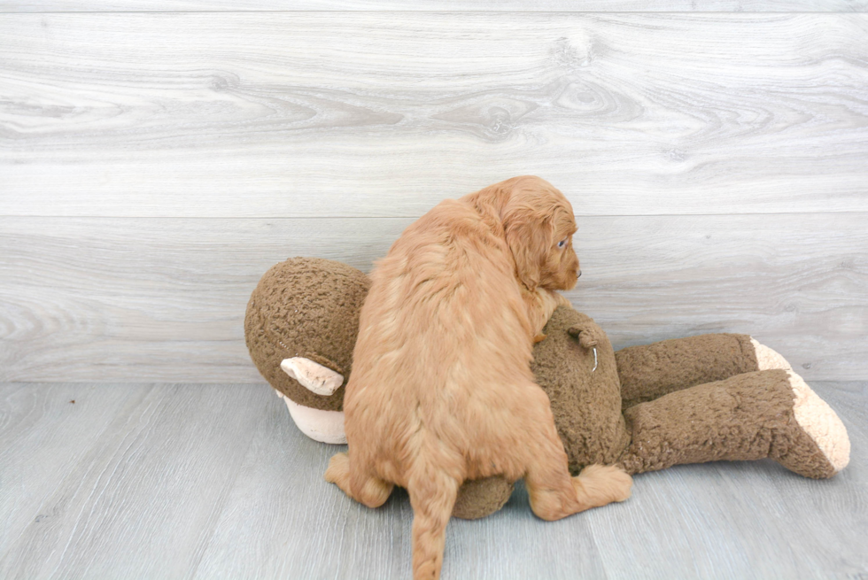 Small Mini Goldendoodle Baby