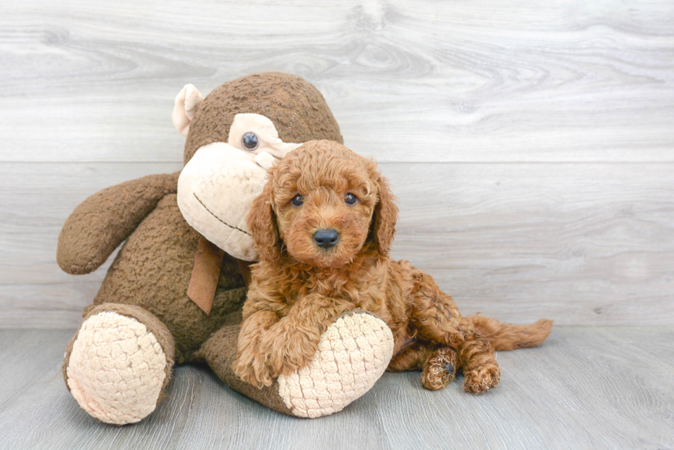 Fluffy Mini Goldendoodle Poodle Mix Pup