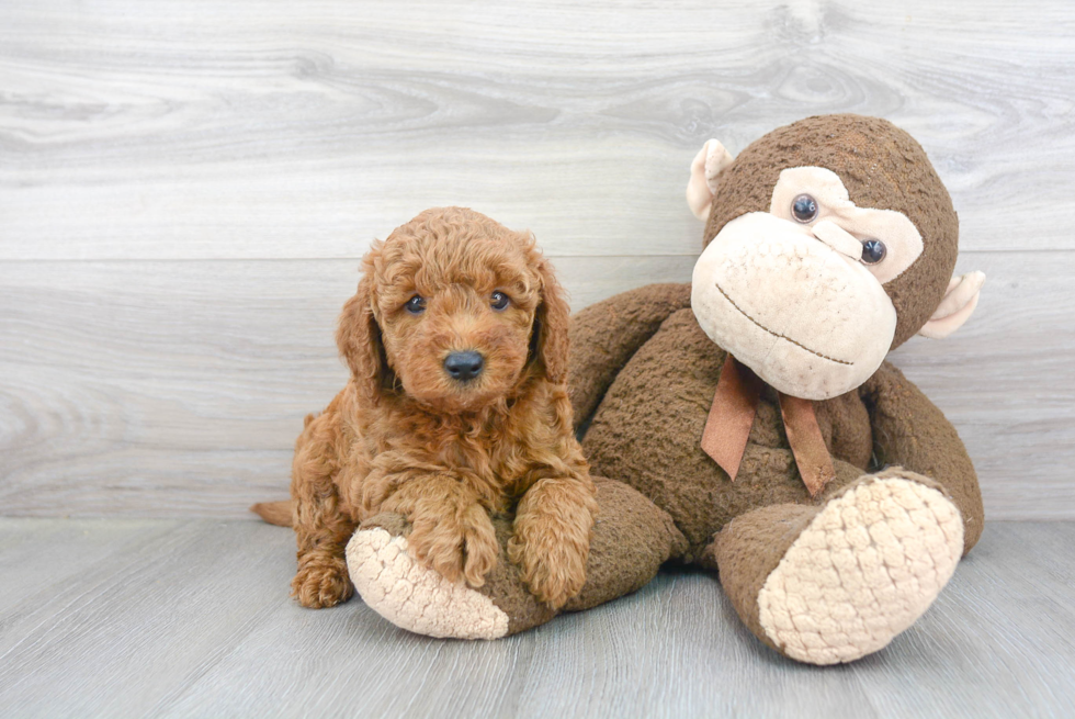 Mini Goldendoodle Puppy for Adoption