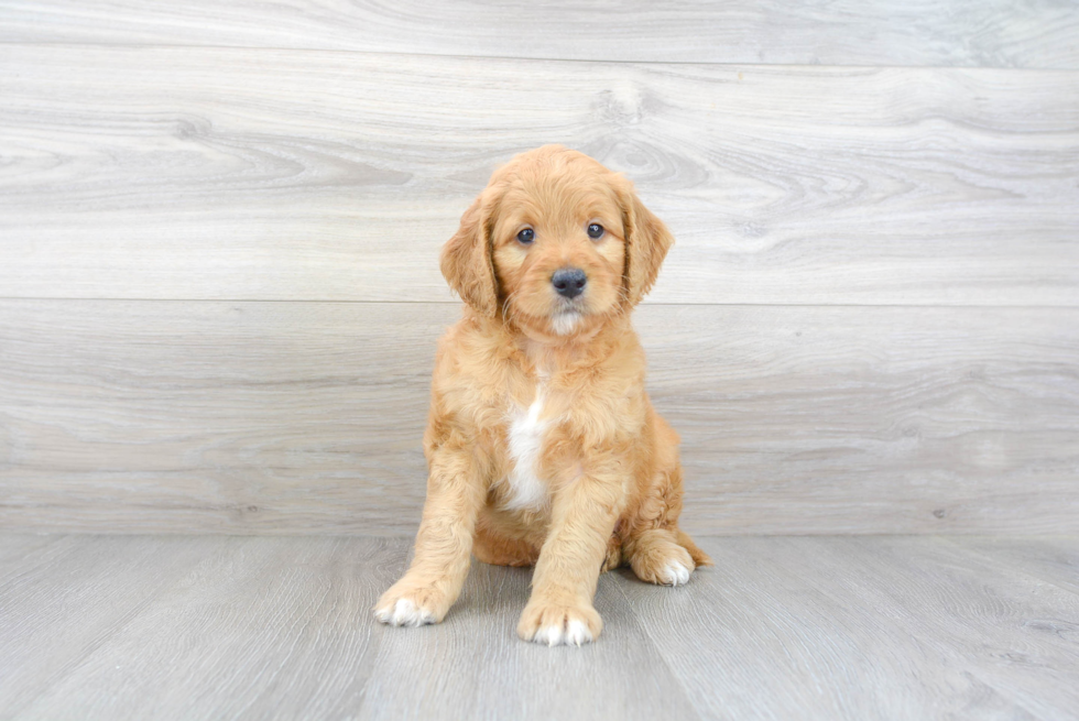 Cute Mini Goldendoodle Baby