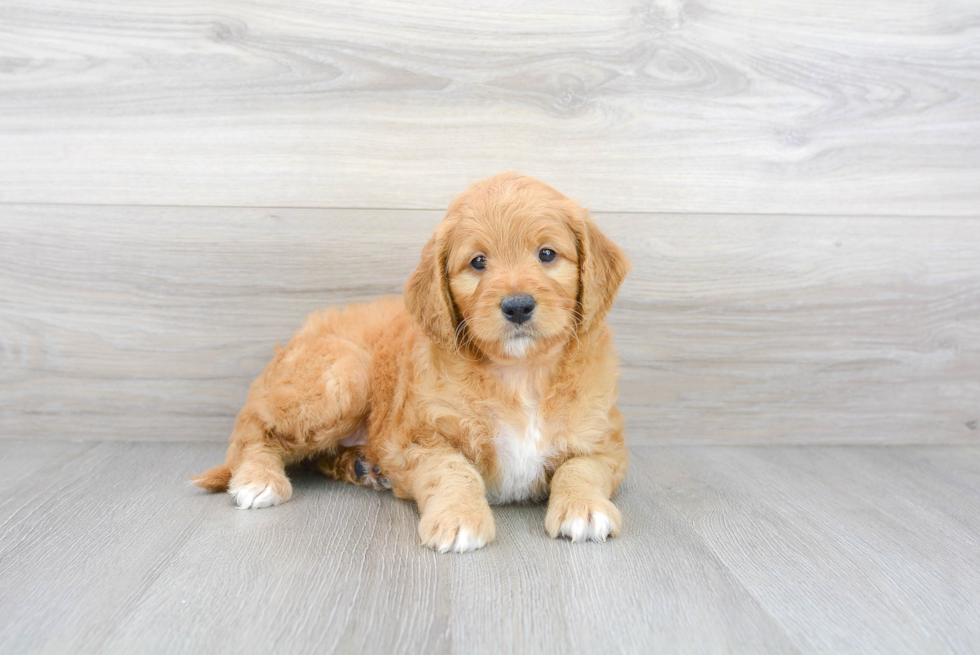 Energetic Golden Retriever Poodle Mix Puppy