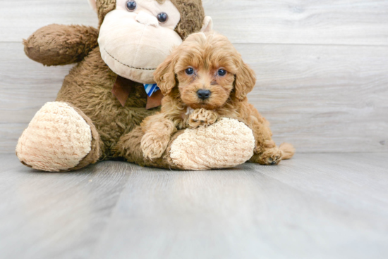 Best Mini Goldendoodle Baby