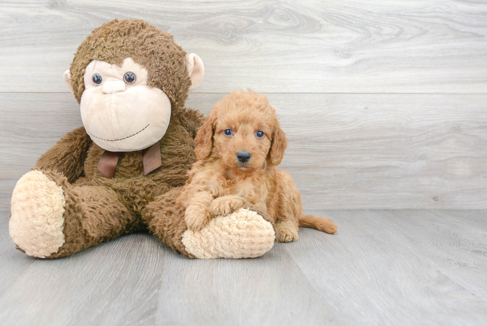 Best Mini Goldendoodle Baby