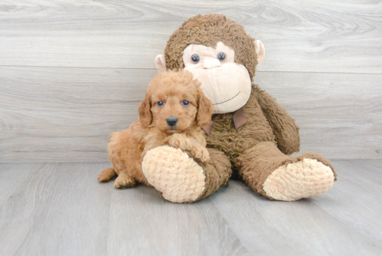 Mini Goldendoodle Pup Being Cute