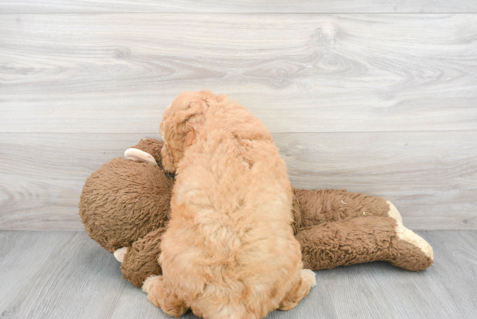 Mini Goldendoodle Pup Being Cute