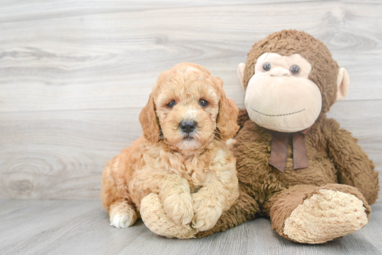 Mini Goldendoodle Pup Being Cute