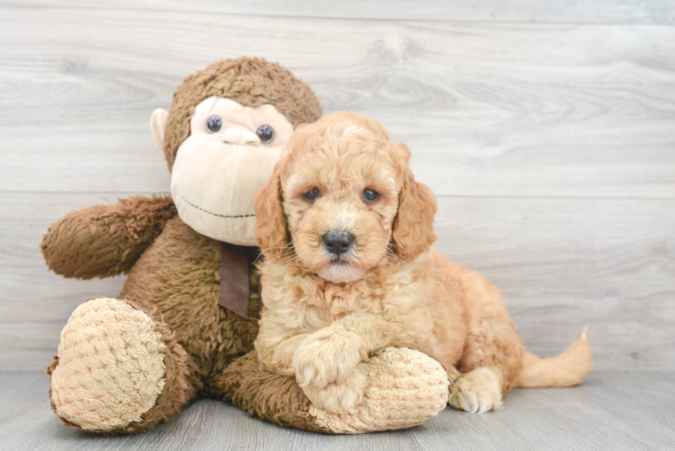 Best Mini Goldendoodle Baby