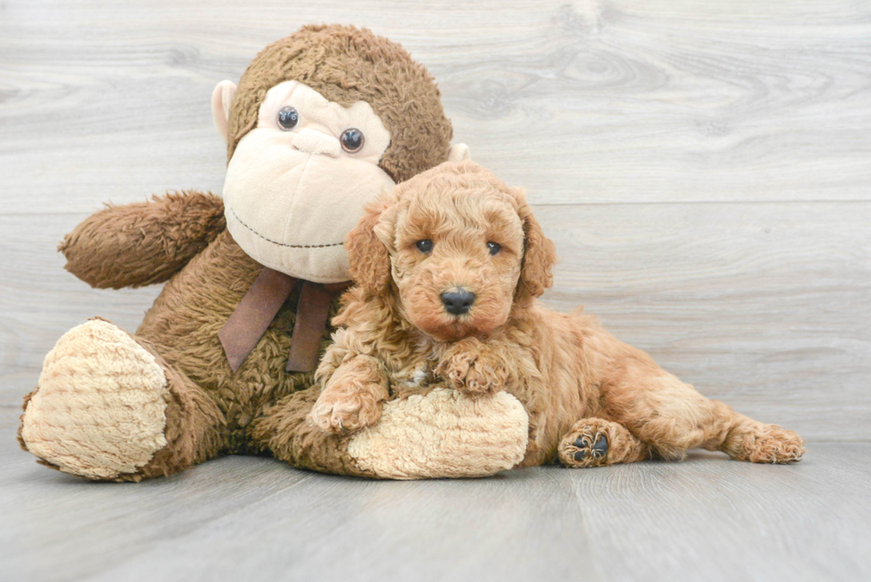 Cute Mini Goldendoodle Baby