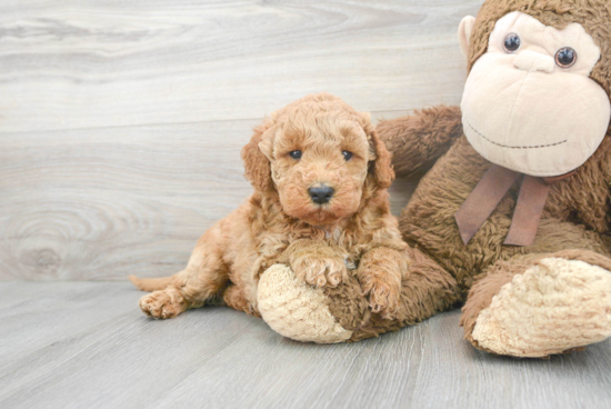 Petite Mini Goldendoodle Poodle Mix Pup