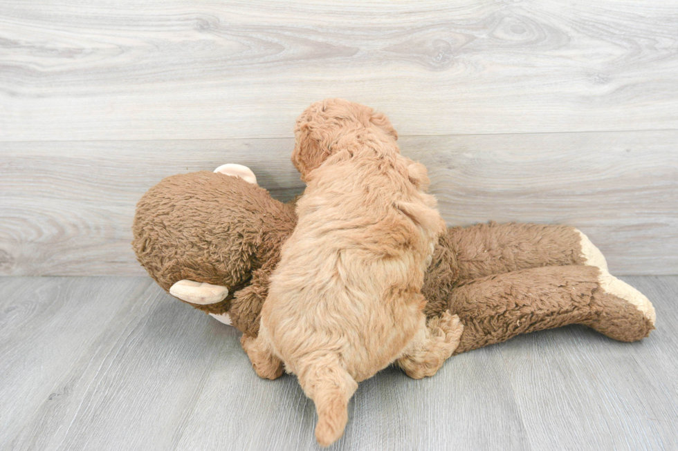 Mini Goldendoodle Puppy for Adoption